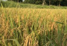 ชาวนากับปัญหาเรื่องข้าว